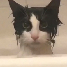 Перминов Антон Андреевич